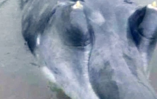 Pescadores descubren extraño animal en los mares de China