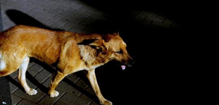 Impacto por denuncias de abuso sexual a perros en Valparaíso