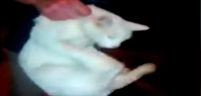 Gato fue lanzado desde cerro en Valparaíso: instan a denunciar a los responsables