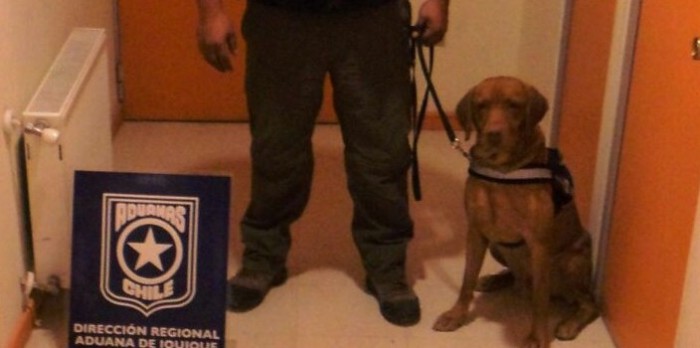 “Kazán” el perro detective que halló millonario botín de droga en Colchane