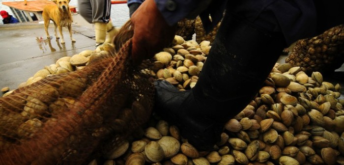 Gobierno decreta zona de catástrofe por marea roja en la región de Los Lagos