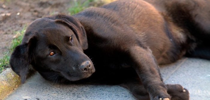 Vecina recoge perros abandonados en el campo y es aplaudida en redes sociales
