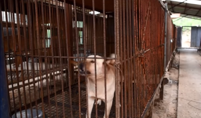 La carne de perro para el consumo vive sus horas más bajas en Corea del Sur