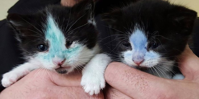 La inhumana acción de un par de abusadores con dos gatitos recién nacidos