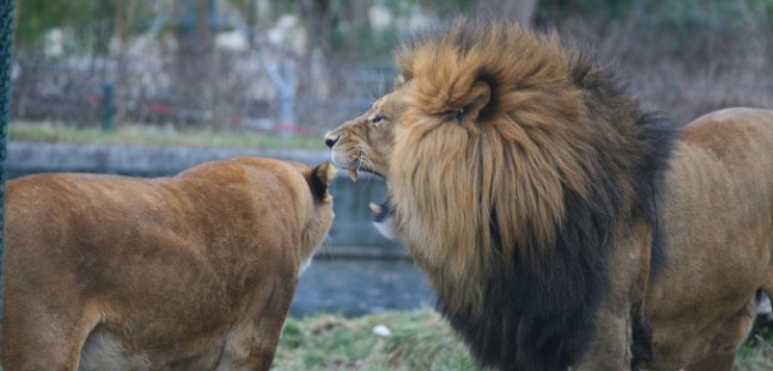 ¿Por qué arrojarse a los leones? La teoría “bíblica” sobre el suicida del zoológico