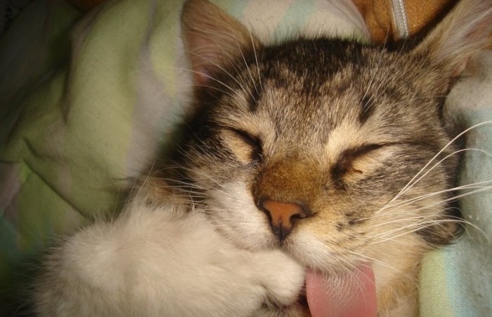 Gatos que hablan: crean dispositivo que permite transformar maullidos en palabras