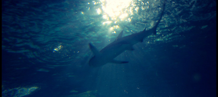 Una mujer es llevada al hospital con un tiburón colgando del brazo en Estados Unidos