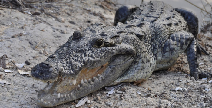 Valiente: Así se salvó hombre australiano tras luchar 3 horas con cocodrilos