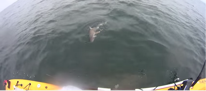 Así fue la feroz reacción que tuvo un pequeño tiburón contra un pescador