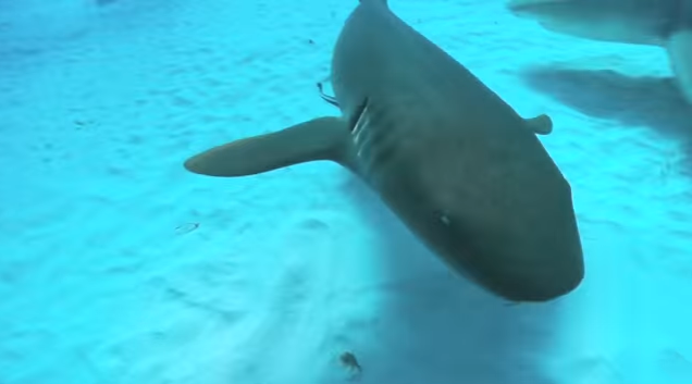 Una mujer es llevada al hospital con un tiburón prendido al brazo en Florida