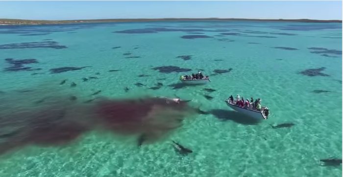 Así fue el impresionante ataque de 70 tiburones tigre a ballena jorobada