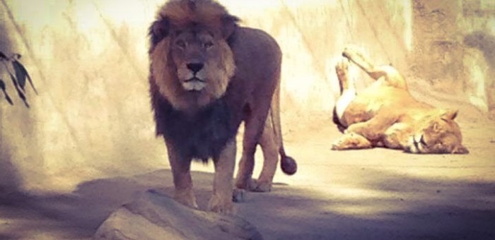 ¿Era necesario matar a los leones? El procedimiento del zoológico para salvar personas