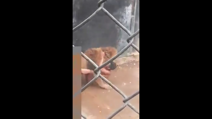 Empezó a circular en la web el primer video del sujeto que se arrojó desnudo a los leones