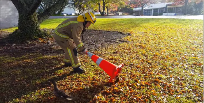 Así reaccionó una pata luego de que rescataran a sus polluelos de un alcantarillado