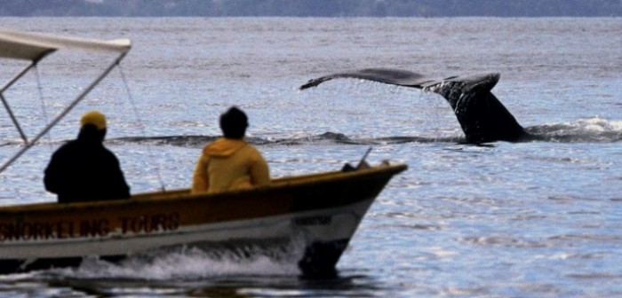 Muerte de salmones, varamiento de ballenas y marea roja ¿Qué le pasa al mar chileno?