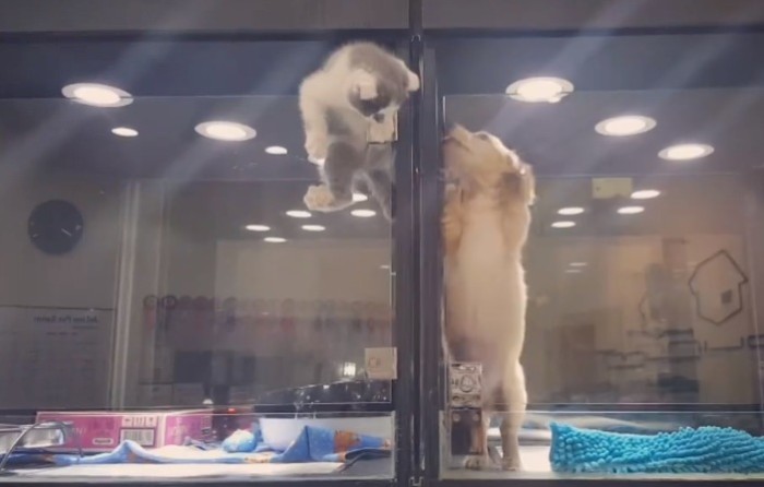 Amistad a toda prueba: Audaz hazaña de gato para disfrutar con su 'perro' se toma la web