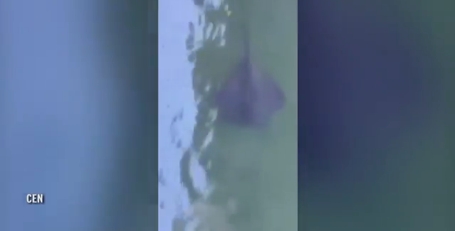 El misterioso animal marino que fue divisado en los canales de Venecia