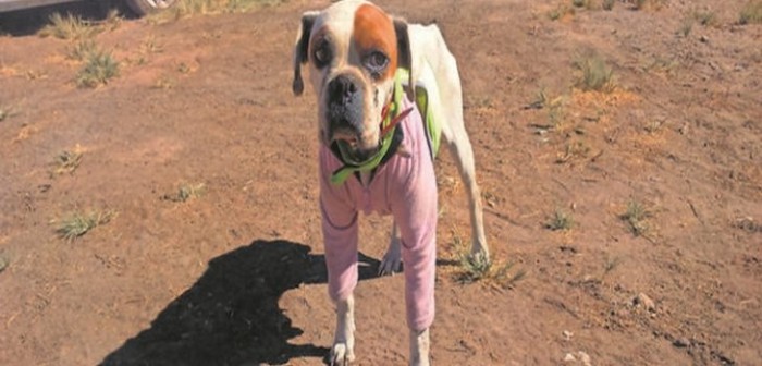 Perrita callejera habría sido violentada sexualmente por desconocidos en Calama