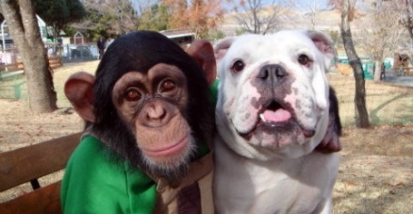 ¿Un mono y un perro? La curiosa pareja de amigos que está arrasando en YouTube