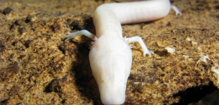 Eslovenia anuncia el nacimiento de su primer 