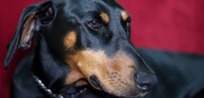 La historia del perro que se sacrificó por su familia: Luchó con 4 cobras y luego murió