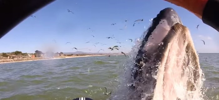 Famosa compositora chilena que casi es aplastada por una ballena se vuelve viral