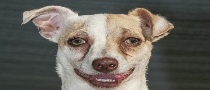 Bubba: el cachorro 'adicto' a las drogas que logró recuperarse y encontrar un nuevo hogar