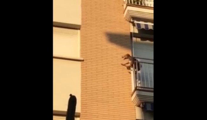 Perro se lanza de un cuarto piso tras pasar horas al sol sin comida ni agua