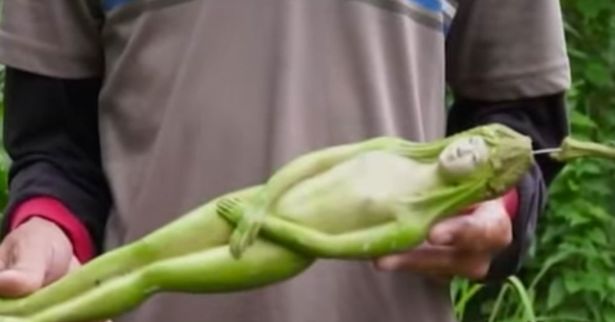 El misterioso árbol que parece dar frutos con forma de mujer: ¿mito o realidad?