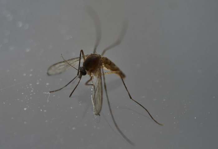 Nace en España el primer bebé con microcefalia a causa del virus zika