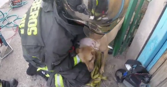 El triste final del perro que quedó atrapado en una reja en Rancagua: no sobrevivió