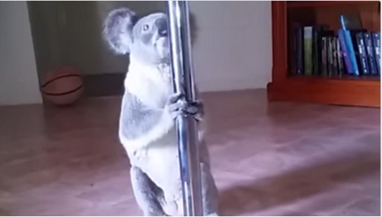 Tierno video de un Koala se hace viral por intentar subir un caño de 