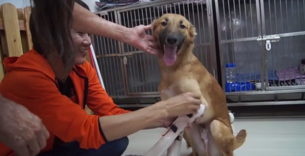 Sus amos le cortaron las patas como castigo: saltó de alegría tras esperanzador regalo