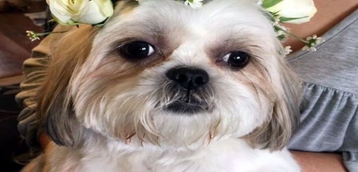 La millonaria suma que gastó una mujer en la boda de sus amados perros