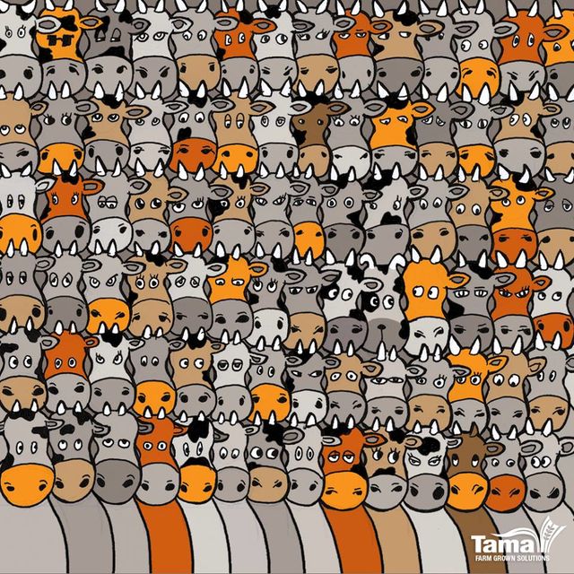 Hay un perrito oculto entre las vacas ¿Puedes verlo?