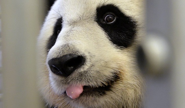 Extraordinario: así es el nacimiento de unos gemelos panda