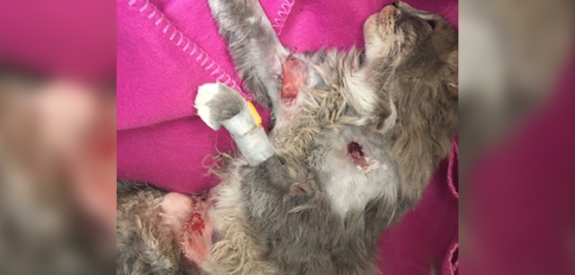 Valentina González | BBCL