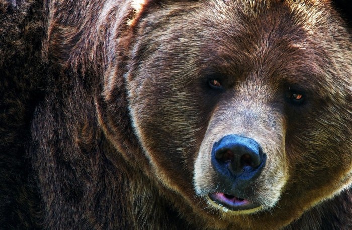 Hombre grabó terrorífico momento en que osos 'invadieron' su casa y lo acecharon