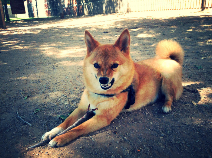 Tierno video rompe el mito de la rivalidad entre perros y carteros