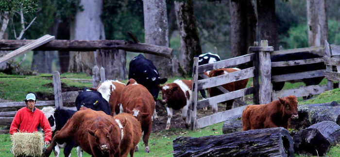 Comunidad indígena deberá desalojar terrenos que disputa con nieta de Pinochet