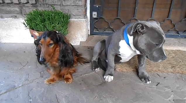 Viral: adorable pitbull se portó mal pero no aguantó la culpa y 