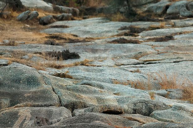 Las redes están perplejas: hay un leopardo en la foto y nadie puede verlo ¿Tú lo pillaste?