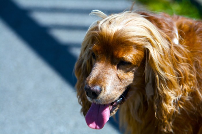 Fiel perro da 'ultima despedida' a cuidador fallecido en el terremoto de Italia