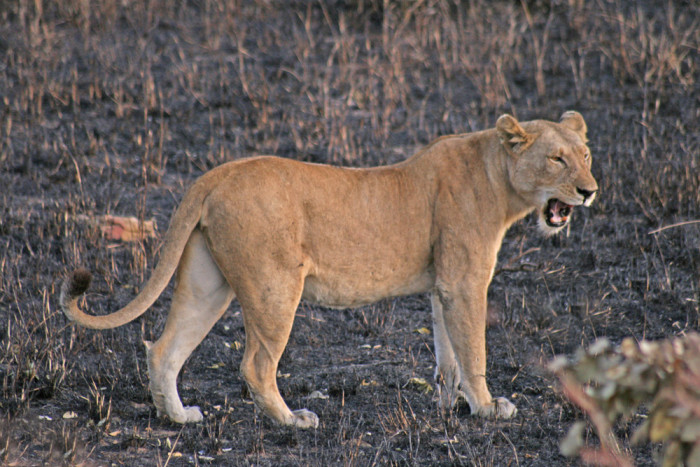 A 13 años del hecho: Así luce menor atacada por leona en pleno programa de TV