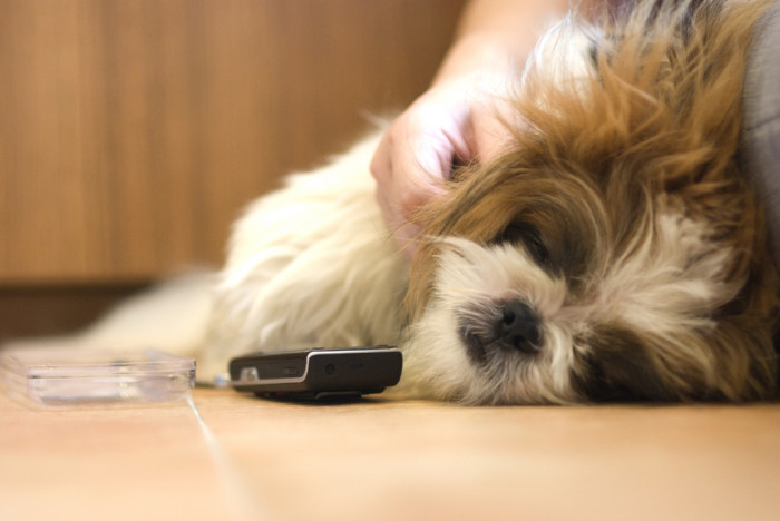 El cómico fail de un hombre con el corte de pelo de su perro: quiso ahorrar en peluquería