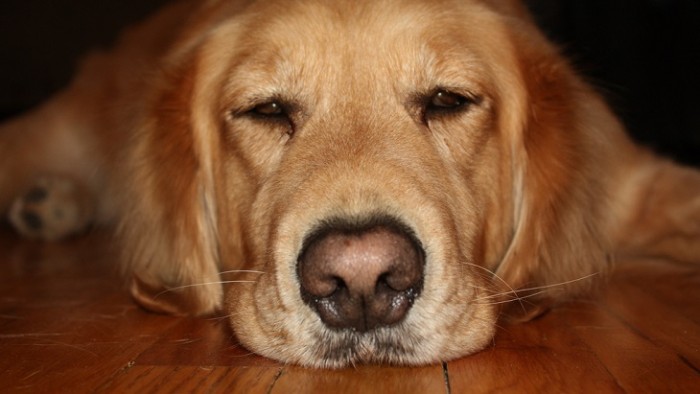 Quiso consolar a su novia con tierno cómic tras muerte de su perro: envió foto equivocada