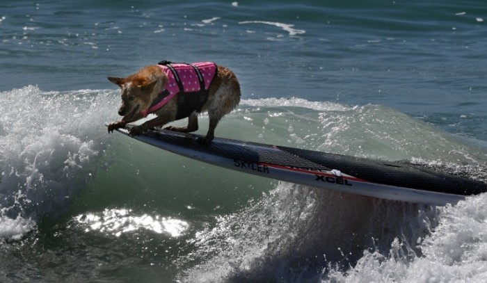 Perritos nadadores se lucen sobre tablas de surf en intensa competencia