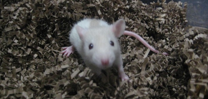 ¿Vida sexual de ratas con pantalones? Conoce al principal ganador de los 'Anti-Nobel'