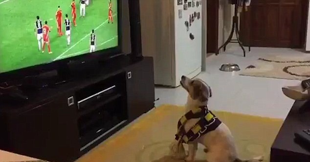 El perro 'futbolero': cachorro celebra con baile los goles de su equipo favorito