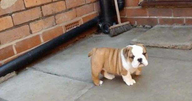 Este adorable perrito te demostrará que nunca hay que rendirse